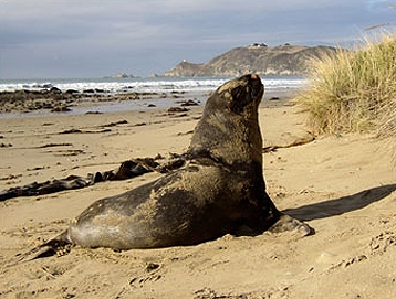 catlins activities4